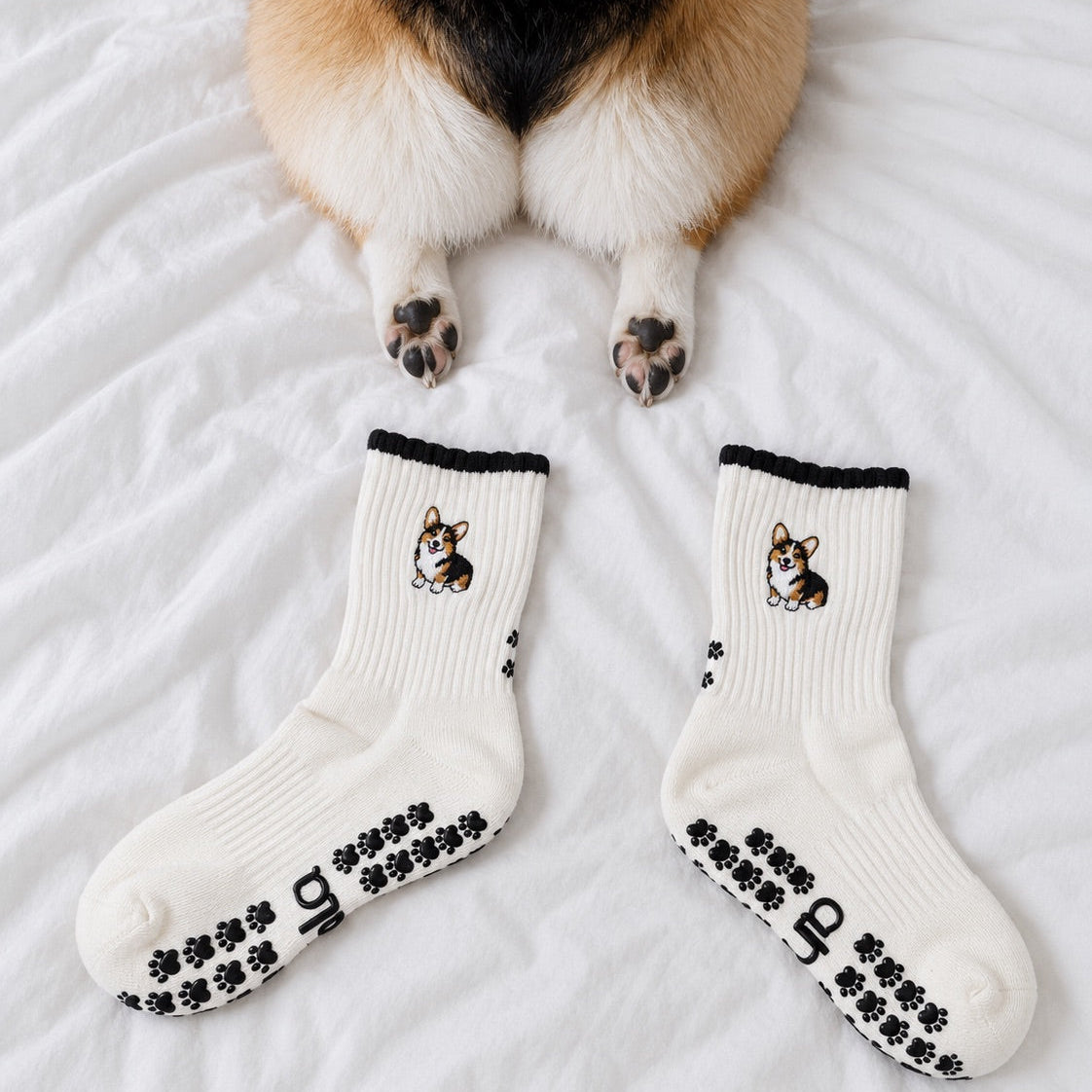 A real corgi lying on a bed next to a pair of The Tri Color Corgi Grip Sock, showing the embroidered corgi design and paw-print grip soles