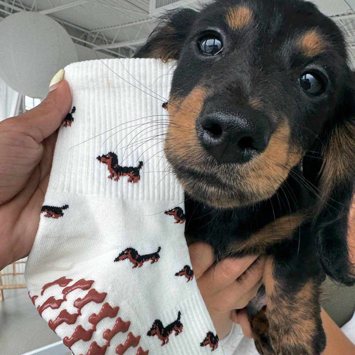 Close-up of a black and tan dachshund puppy held next to The Dachshund Grip Sock, showing the all-over dachshund print